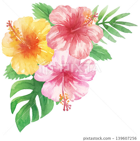 水彩芙蓉花 水彩芙蓉花 139607256