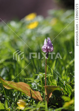 一朵花 139607273