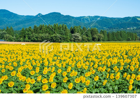 Sunflower field (Tsunan Sunflower Square) 139607307