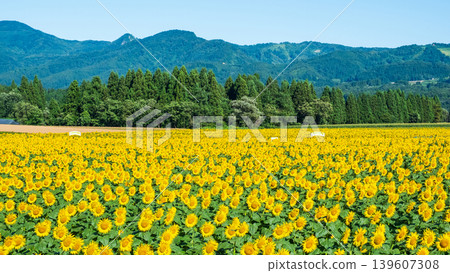 Sunflower field (Tsunan Sunflower Square) 139607308