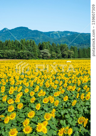 Sunflower field (Tsunan Sunflower Square) Sunflower field (Tsunan Sunflower Square) 139607309