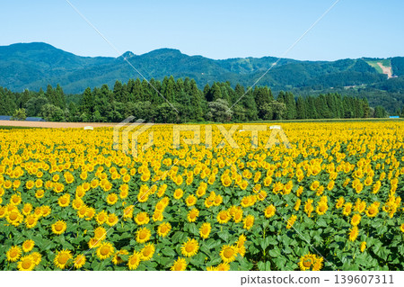 Sunflower field (Tsunan Sunflower Square) Sunflower field (Tsunan Sunflower Square) 139607311