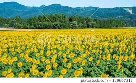 Sunflower field (Tsunan Sunflower Square) Sunflower field (Tsunan Sunflower Square) 139607312