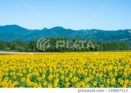Sunflower field (Tsunan Sunflower Square) Sunflower field (Tsunan Sunflower Square) 139607313