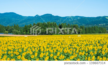 Sunflower field (Tsunan Sunflower Square) Sunflower field (Tsunan Sunflower Square) 139607314
