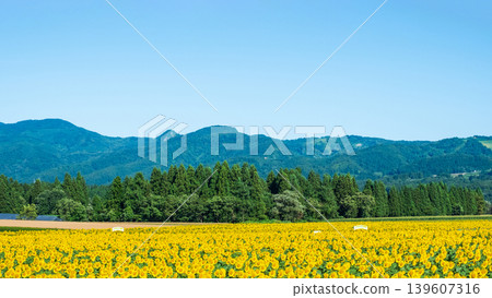Sunflower field (Tsunan Sunflower Square) Sunflower field (Tsunan Sunflower Square) 139607316