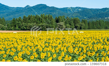 Sunflower field (Tsunan Sunflower Square) Sunflower field (Tsunan Sunflower Square) 139607318