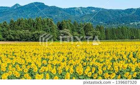 Sunflower field (Tsunan Sunflower Square) Sunflower field (Tsunan Sunflower Square) 139607320