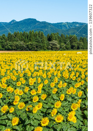 向日葵花田(海南向日葵廣場) 向日葵花田(海南向日葵廣場) 139607322