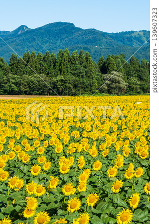 Sunflower field (Tsunan Sunflower Square) Sunflower field (Tsunan Sunflower Square) 139607323