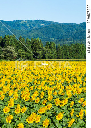 Sunflower field (Tsunan Sunflower Square) Sunflower field (Tsunan Sunflower Square) 139607325