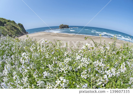 Shirato Beach in early summer Shirato Beach in early summer 139607335