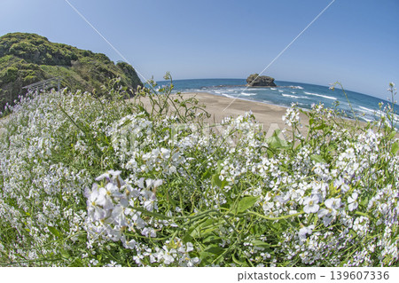 Shirato Beach in early summer Shirato Beach in early summer 139607336