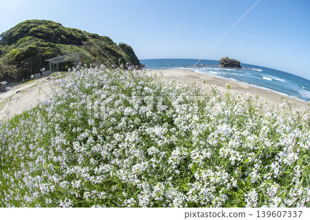 Shirato Beach in early summer Shirato Beach in early summer 139607337