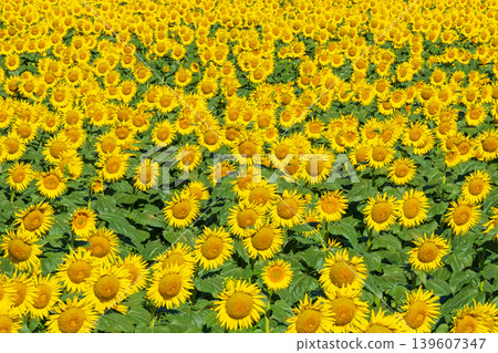 Sunflower field (Tsunan Sunflower Square) 139607347