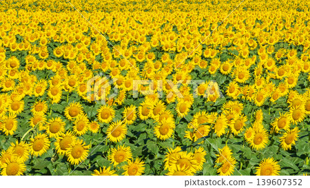 Sunflower field (Tsunan Sunflower Square) Sunflower field (Tsunan Sunflower Square) 139607352