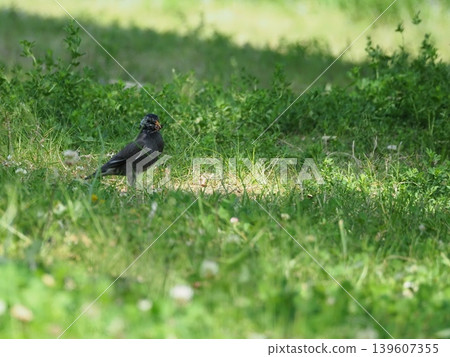 A starling caught a bee on the ground. A starling caught a bee on the ground. 139607355