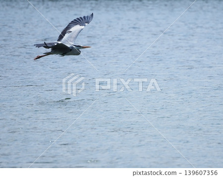 Ao-sashi flying over the water 139607356