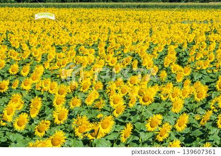 Sunflower field (Tsunan Sunflower Square) Sunflower field (Tsunan Sunflower Square) 139607361