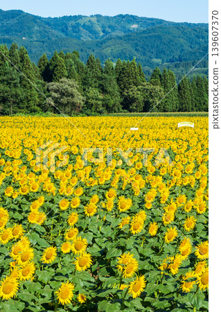 Sunflower field (Tsunan Sunflower Square) Sunflower field (Tsunan Sunflower Square) 139607370