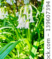 White Mitsukado leek flowers blooming in the spring sunlight 139607394