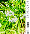 White Mitsukado leek flowers blooming in the spring sunlight 139607395