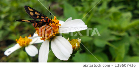 Macro photo of a black and orange butterfly perched on a white wildflower with a bright yellow center. 139607436
