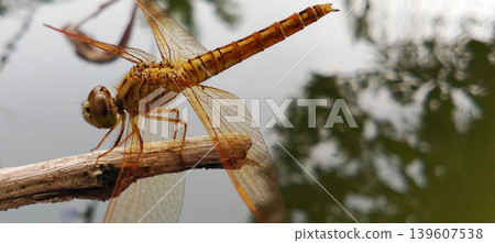 Close-up photo of an orange-brown dragonfly perched on a wooden trellis. Close-up photo of an orange-brown dragonfly perched on a wooden trellis. 139607538