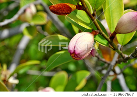 Karatane Ogatama flowers (spring, April) 139607667