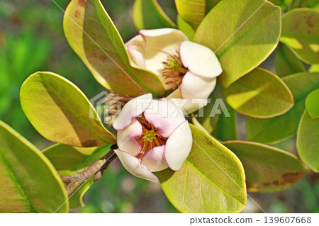 Karatane Ogatama flowers (spring, April) Karatane Ogatama flowers (spring, April) 139607668