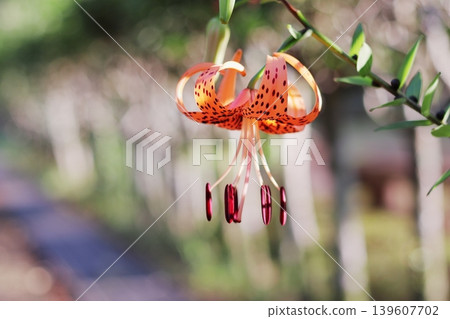 美麗的虎百合花 139607702