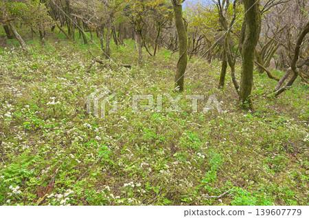 A field of white aster flowers blooming on Tanabayama Mountain along the Izu mountain ridge trail on the Izu Peninsula. A field of white aster flowers blooming on Tanabayama Mountain along the Izu mountain ridge trail on the Izu Peninsula. 139607779