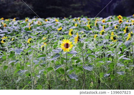 sunflower field in summer sunflower field in summer 139607823