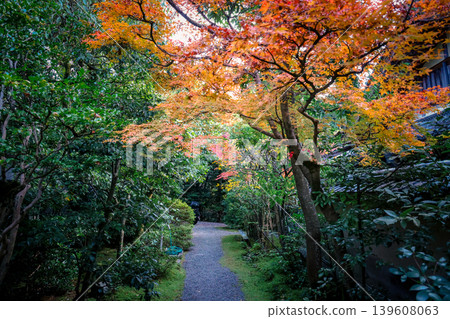 Gravel Pathway Leads Through Vibrant Kyoto Autumn Garden Nov 24 2025 Gravel Pathway Leads Through Vibrant Kyoto Autumn Garden Nov 24 2025 139608063