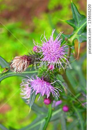 Izu Peninsula, Tanabayama Mountain on the Izu Mountain Ridge Trail: Thistles in bloom in the autumn forest. 139608200