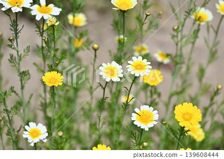 Flowers of garland chrysanthemum Flowers of garland chrysanthemum 139608444