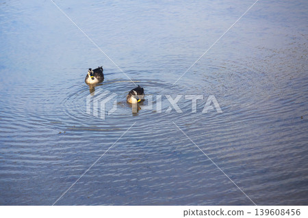 A resting mallard A resting mallard 139608456