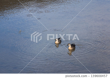 A resting mallard A resting mallard 139608457