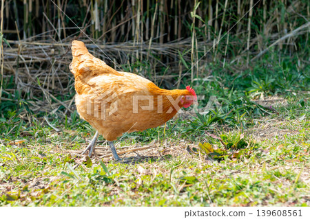 Nagoya Cochin chickens searching for food in the grass outdoors. Nagoya Cochin chickens searching for food in the grass outdoors. 139608561
