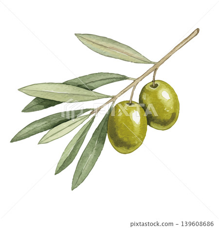 Watercolor-style illustration of an olive tree Watercolor-style illustration of an olive tree 139608686