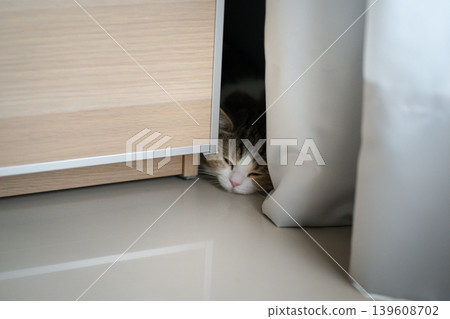 pet activity with scottish straight kitten sleep and relax pet activity with scottish straight kitten sleep and relax 139608702