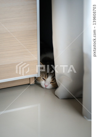 pet activity with scottish straight kitten sleep and relax pet activity with scottish straight kitten sleep and relax 139608703