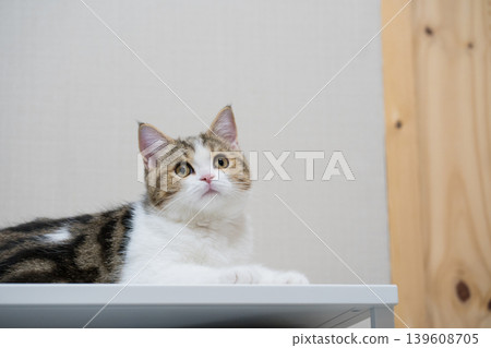 pet activity with scottish straight kitten play and sit on table pet activity with scottish straight kitten play and sit on table 139608705