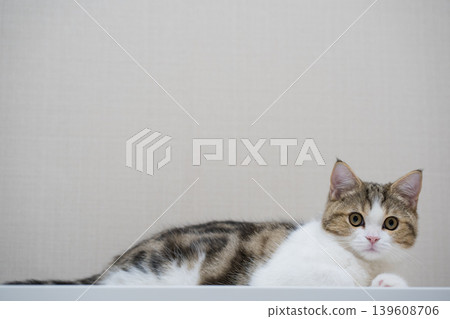 pet activity with scottish straight kitten play and sit on table 139608706
