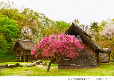 信濃村的紅桃花盛開 信濃村的紅桃花盛開 139609328
