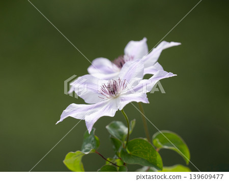 A refreshing and beautiful clematis A refreshing and beautiful clematis 139609477