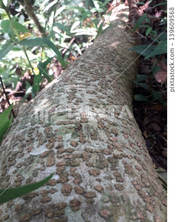 Unique Tropical Tree Root Resembling a Python Snake with Leopard Spots in Indonesia Asia Unique Tropical Tree Root Resembling a Python Snake with Leopard Spots in Indonesia Asia 139609568