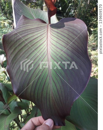 Close up of Purple Edged Ganyong Foliage, a Javanese Traditional Food Crop, Indonesia Asia 139609570
