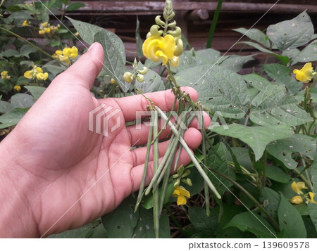 Small Wild Legume Pods with Yellow Flowers Held by Hand Small Wild Legume Pods with Yellow Flowers Held by Hand 139609578