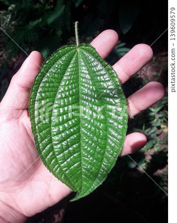 Close up Hand Holding Green Melastoma Malabathricum Leaf with Visible Veins Close up Hand Holding Green Melastoma Malabathricum Leaf with Visible Veins 139609579